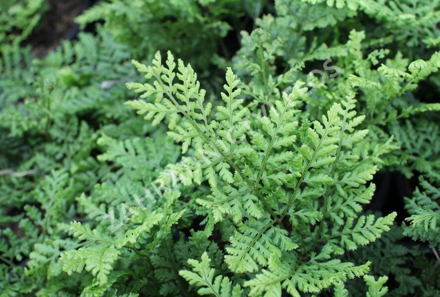 Kapraď 'Crispa Whiteside' - Dryopteris austriaca 'Crispa Whiteside'