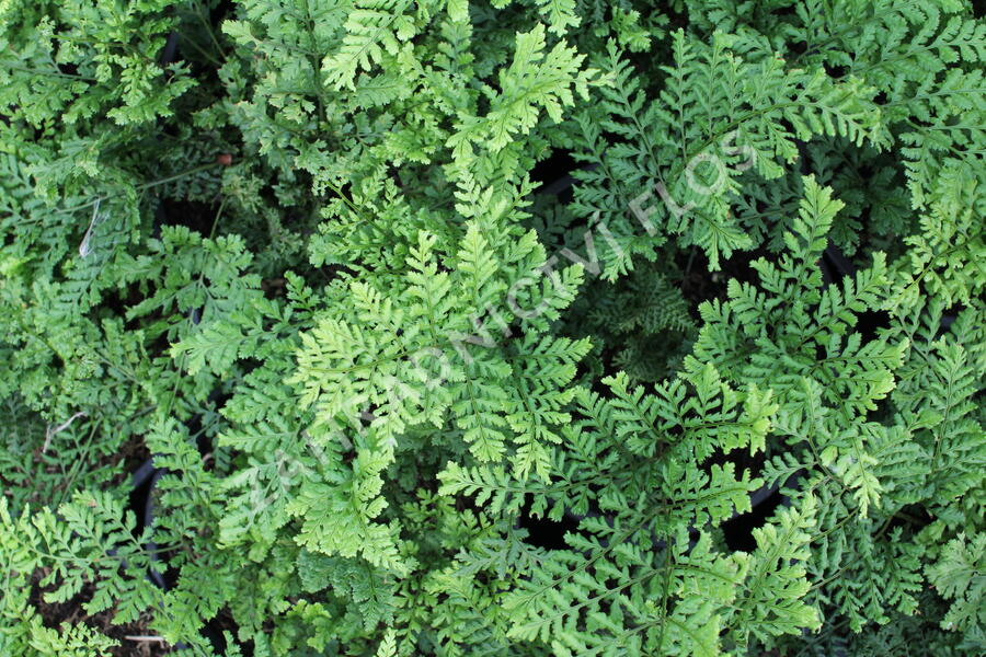 Kapraď 'Crispa Whiteside' - Dryopteris austriaca 'Crispa Whiteside'