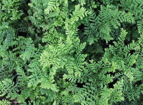 Kapraď 'Crispa Whiteside' - Dryopteris austriaca 'Crispa Whiteside'