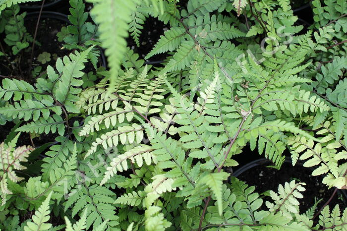 Papratka 'Okanum' - Athyrium otophorum 'Okanum'