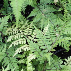Papratka 'Okanum' - Athyrium otophorum 'Okanum'