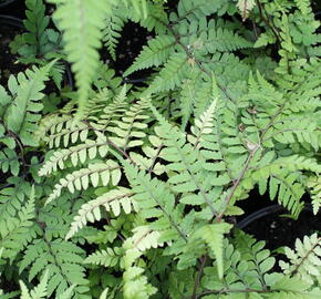 Papratka 'Okanum' - Athyrium otophorum 'Okanum'