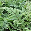 Papratka 'Okanum' - Athyrium otophorum 'Okanum'