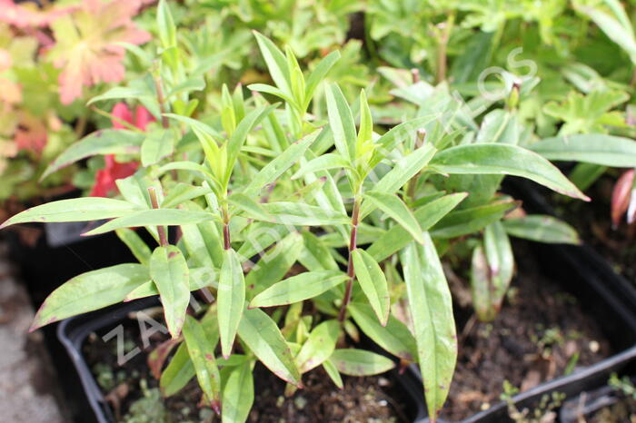 Dračík 'Pensham Amelia Jayne' - Penstemon hartwegii 'Pensham Amelia Jayne'