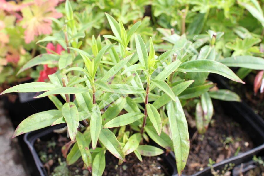 Dračík 'Pensham Amelia Jayne' - Penstemon hartwegii 'Pensham Amelia Jayne'