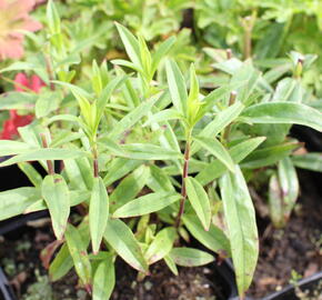 Dračík 'Pensham Amelia Jayne' - Penstemon hartwegii 'Pensham Amelia Jayne'