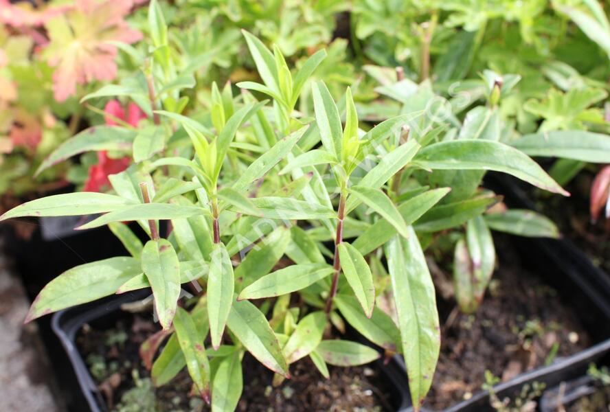Dračík 'Pensham Amelia Jayne' - Penstemon hartwegii 'Pensham Amelia Jayne'