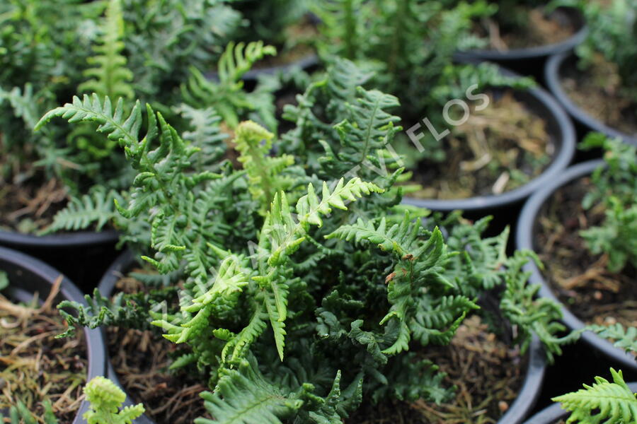 Kapraď rezavá 'Crispa Congesta' - Dryopteris affinis 'Crispa Congesta'