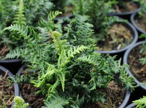 Kapraď rezavá 'Crispa Congesta' - Dryopteris affinis 'Crispa Congesta'