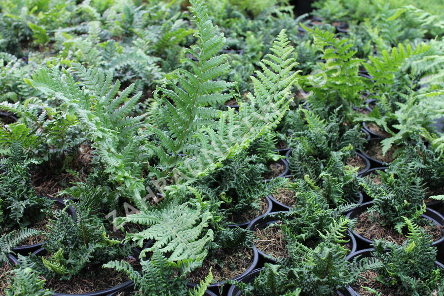 Kapraď rezavá 'Crispa Congesta' - Dryopteris affinis 'Crispa Congesta'