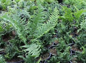 Kapraď rezavá 'Crispa Congesta' - Dryopteris affinis 'Crispa Congesta'