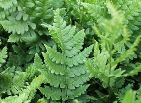 Kapraď hřebenitá - Dryopteris cristata