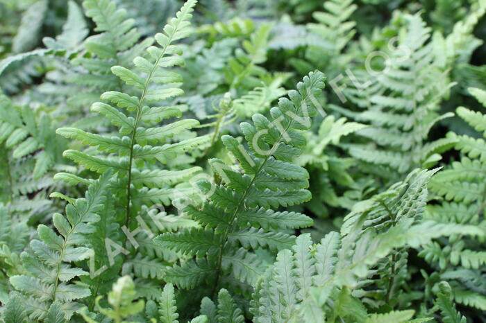 Kapraď rezavá 'Pinderi' - Dryopteris affinis 'Pinderi'