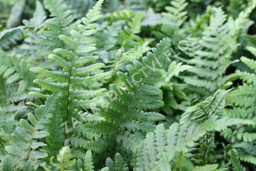 Kapraď rezavá 'Pinderi' - Dryopteris affinis 'Pinderi'