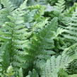 Kapraď rezavá 'Pinderi' - Dryopteris affinis 'Pinderi'