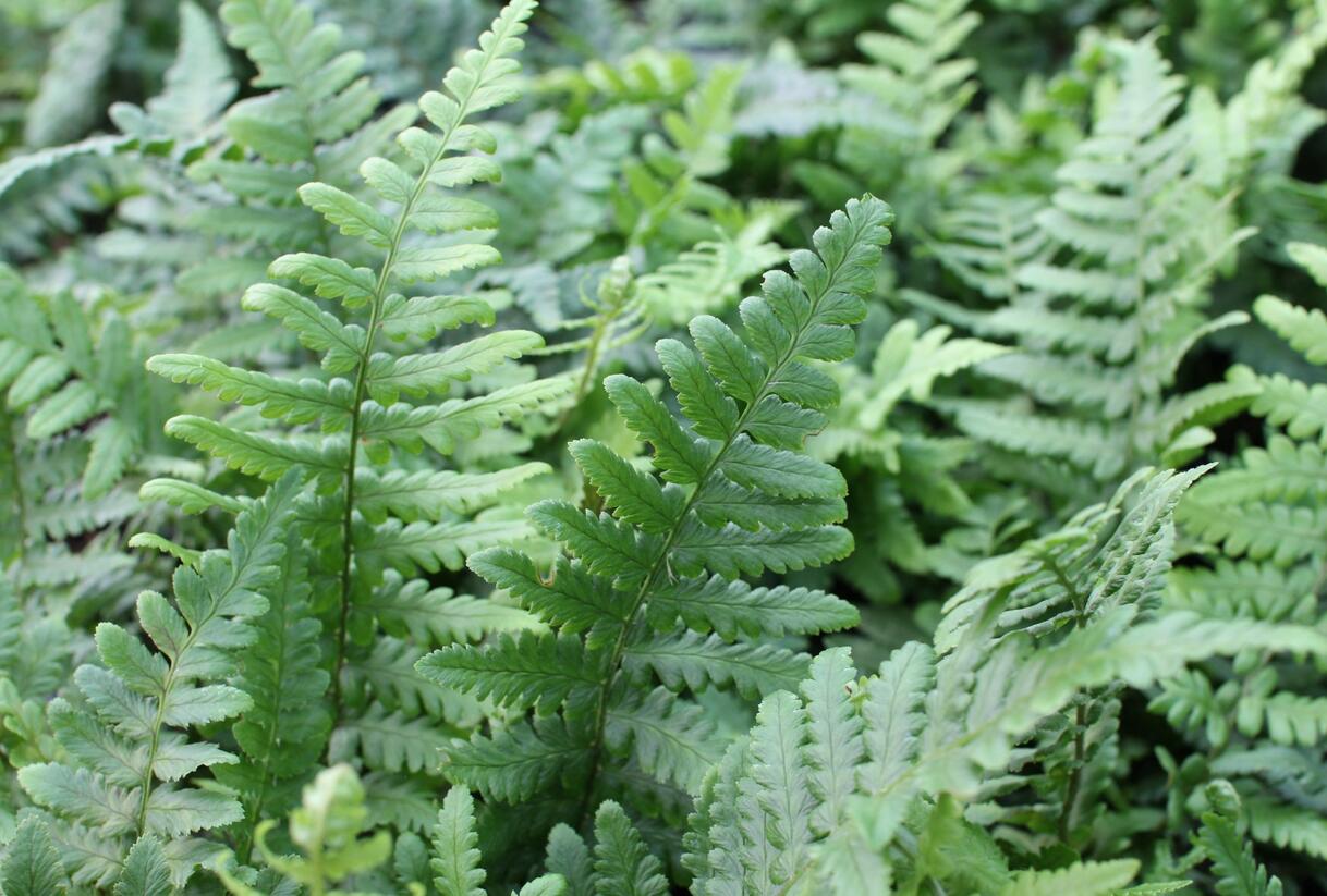 Kapraď rezavá 'Pinderi' - Dryopteris affinis 'Pinderi'