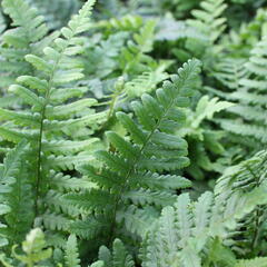 Kapraď rezavá 'Pinderi' - Dryopteris affinis 'Pinderi'