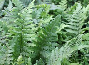 Kapraď rezavá 'Pinderi' - Dryopteris affinis 'Pinderi'