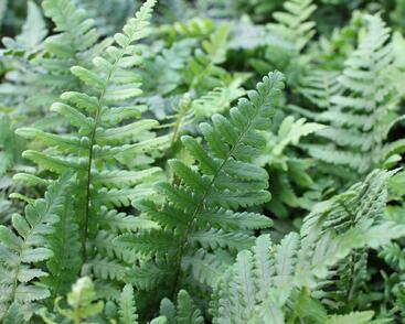 Kapraď rezavá 'Pinderi'