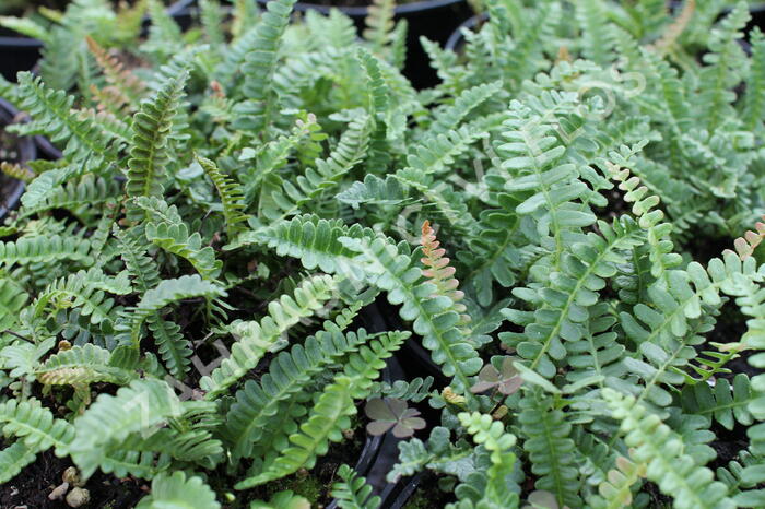 Žebrovice - Blechnum penna-marina