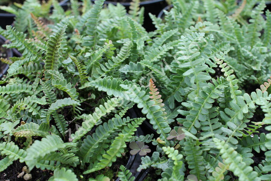 Žebrovice - Blechnum penna-marina