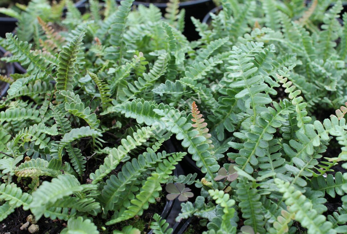 Žebrovice - Blechnum penna-marina