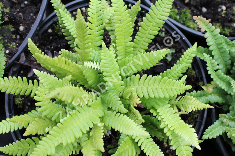 Žebrovice - Blechnum penna-marina