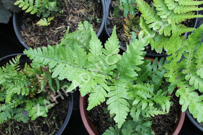 Kapraď červenavá 'Prolifica' - Dryopteris erythrosora 'Prolifica'