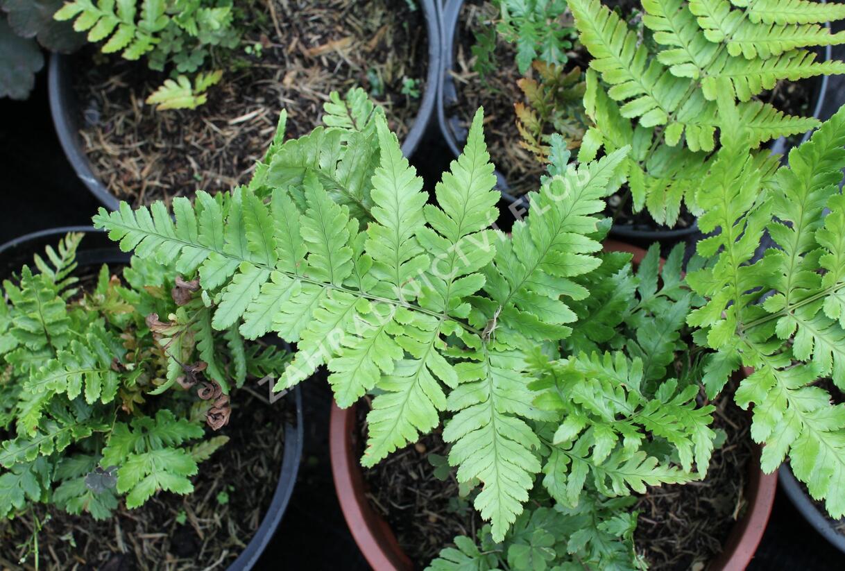 Kapraď červenavá 'Prolifica' - Dryopteris erythrosora 'Prolifica'