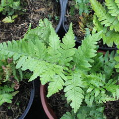 Kapraď červenavá 'Prolifica' - Dryopteris erythrosora 'Prolifica'