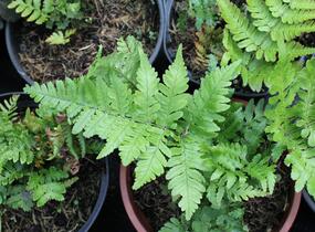 Kapraď červenavá 'Prolifica' - Dryopteris erythrosora 'Prolifica'
