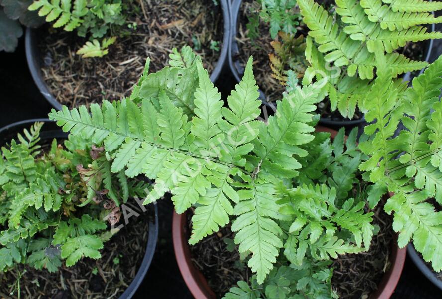 Kapraď červenavá 'Prolifica' - Dryopteris erythrosora 'Prolifica'