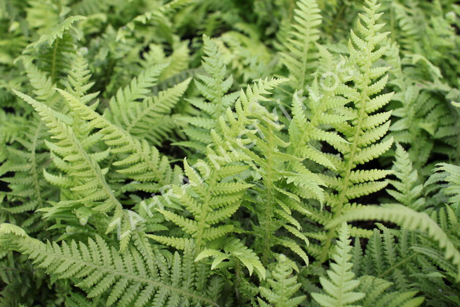 Kapradiník bukový - Thelypteris decursive-pinnata