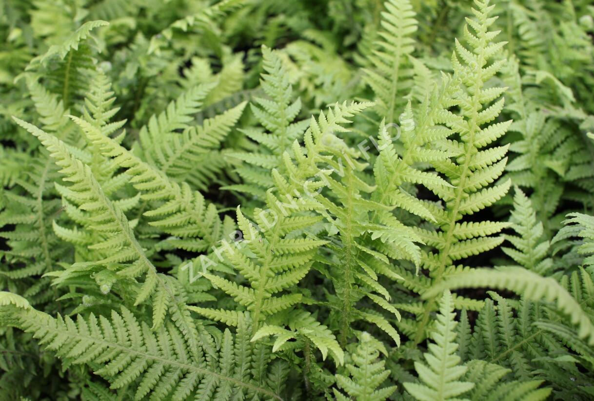 Kapradiník bukový - Thelypteris decursive-pinnata