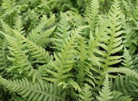 Kapradiník bukový - Thelypteris decursive-pinnata
