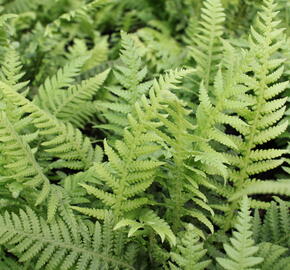 Kapradiník bukový - Thelypteris decursive-pinnata