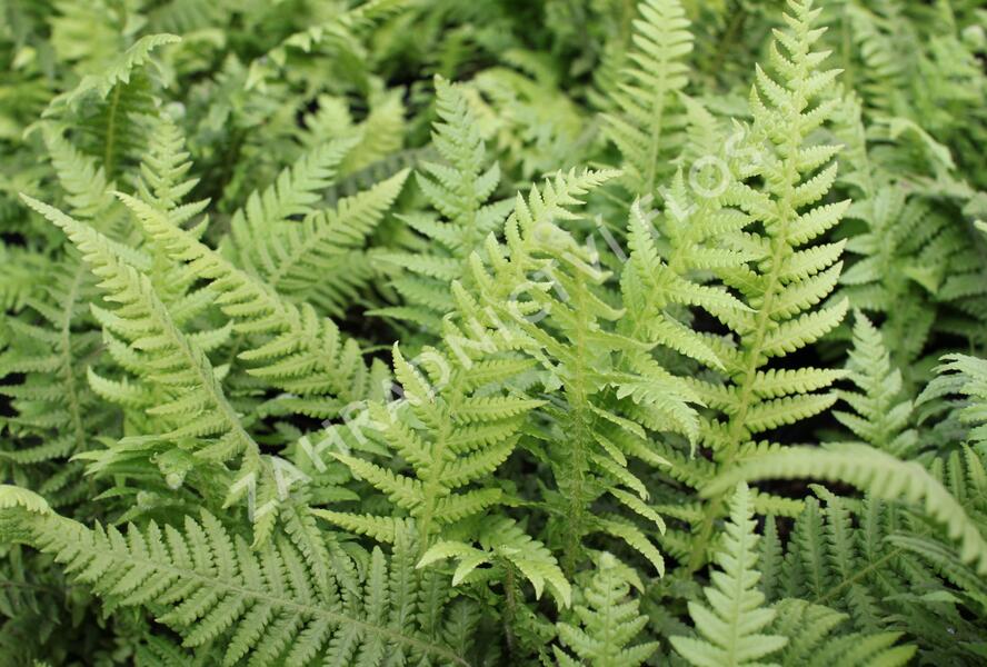 Kapradiník bukový - Thelypteris decursive-pinnata