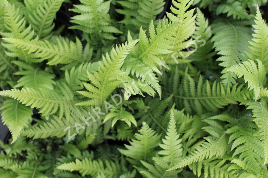 Kapradiník bukový - Thelypteris decursive-pinnata