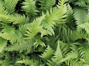 Kapradiník bukový - Thelypteris decursive-pinnata