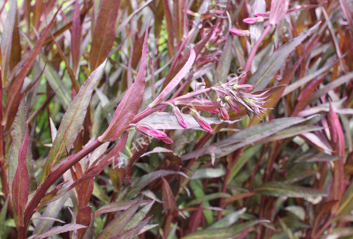 Lobelka 'Russian Princess' - Lobelia speciosa 'Russian Princess'
