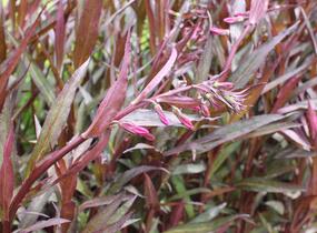 Lobelka 'Russian Princess' - Lobelia speciosa 'Russian Princess'