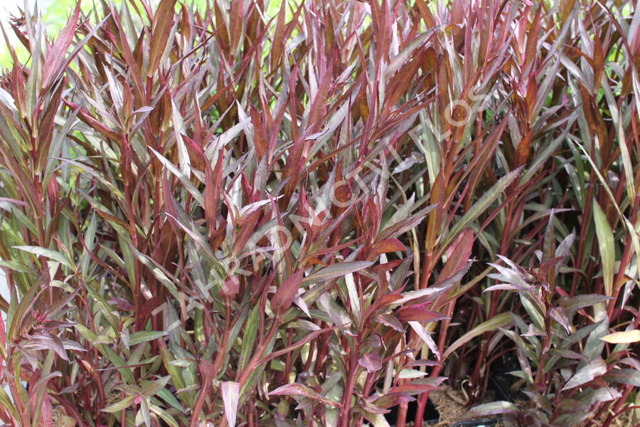 Lobelka 'Russian Princess' - Lobelia speciosa 'Russian Princess'