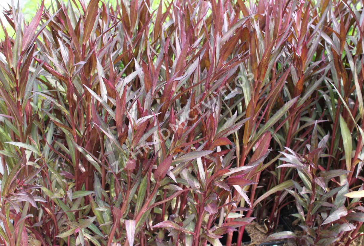 Lobelka 'Russian Princess' - Lobelia speciosa 'Russian Princess'