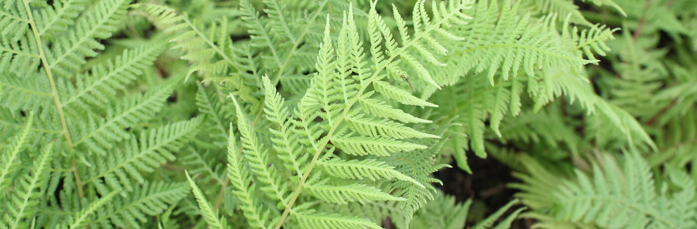 Athyrium filix-femina ''''Vernoniae''''_02