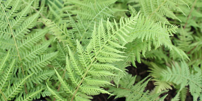 Athyrium filix-femina ''''Vernoniae''''_02