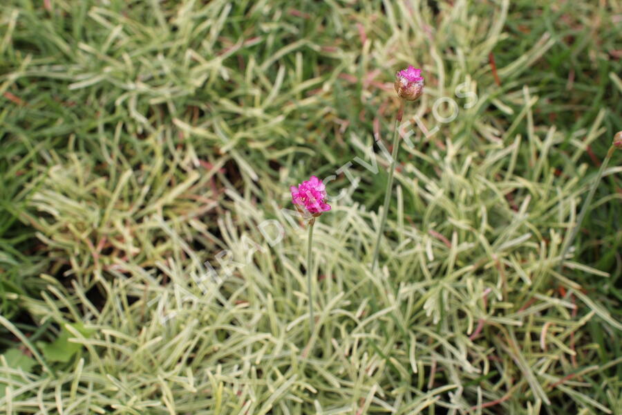 Trávnička přímořská 'Nifty Thrifty' - Armeria maritima 'Nifty Thrifty'