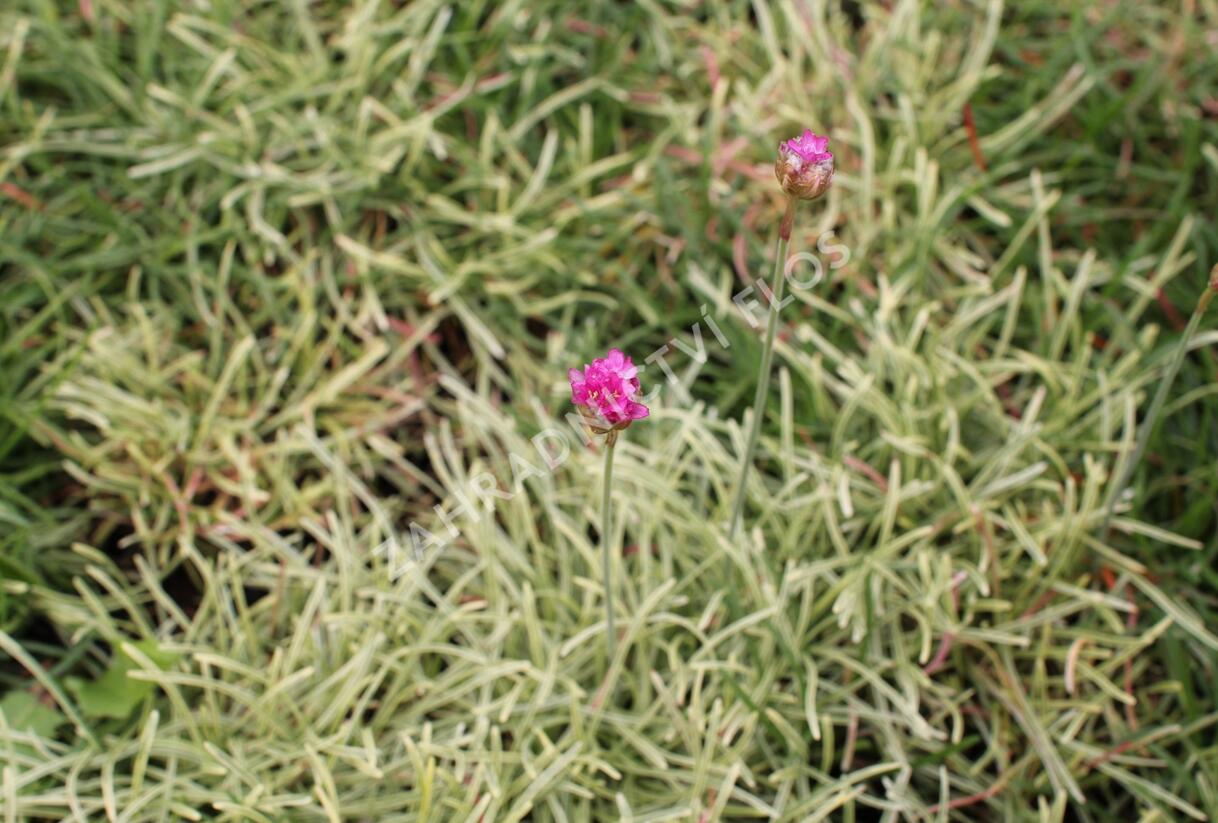 Trávnička přímořská 'Nifty Thrifty' - Armeria maritima 'Nifty Thrifty'