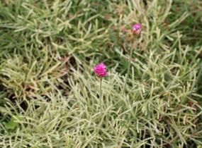 Trávnička přímořská 'Nifty Thrifty' - Armeria maritima 'Nifty Thrifty'