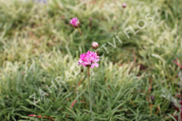 Trávnička přímořská 'Nifty Thrifty' - Armeria maritima 'Nifty Thrifty'