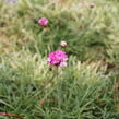 Trávnička přímořská 'Nifty Thrifty' - Armeria maritima 'Nifty Thrifty'
